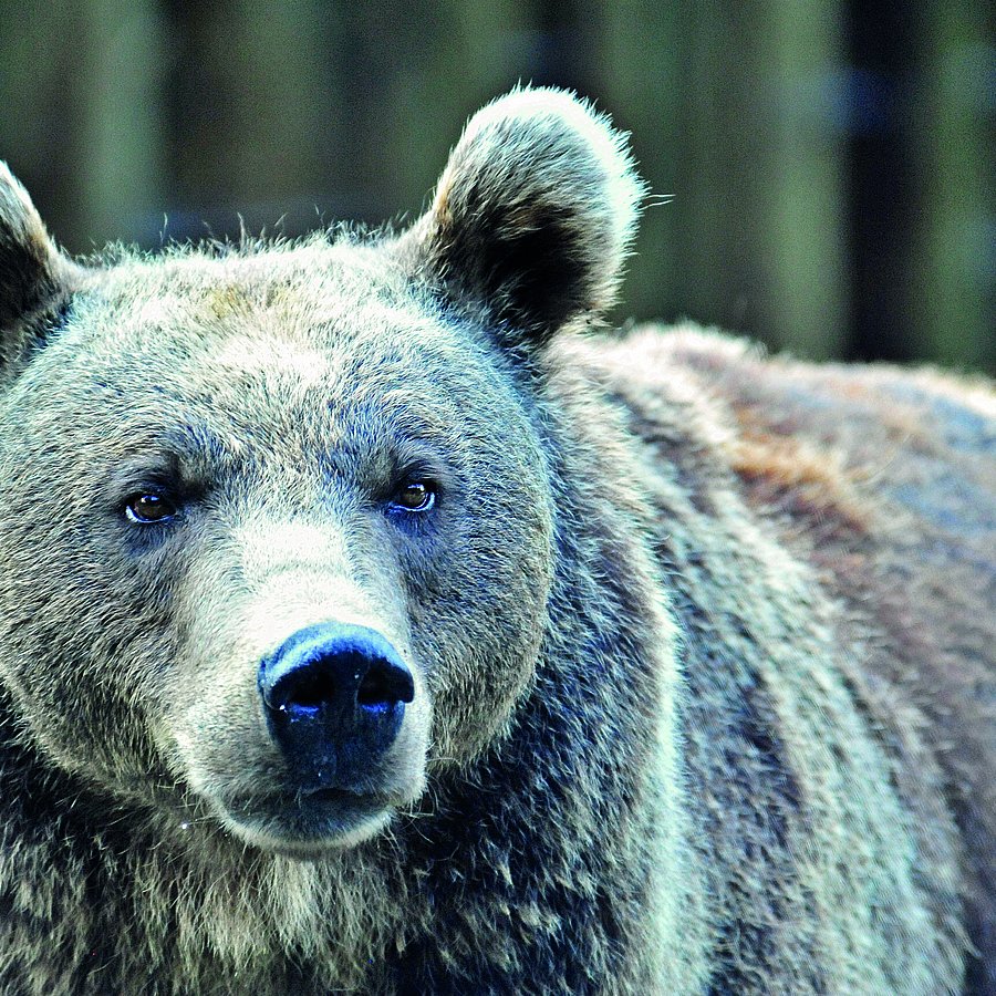 Wild- und Erlebnispark Ferleiten