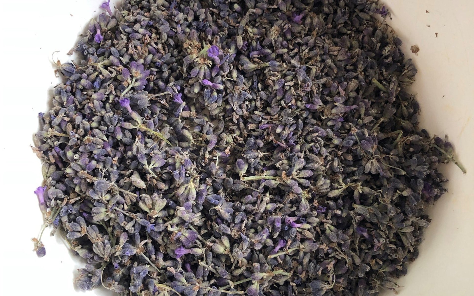 Lavendel gerupft