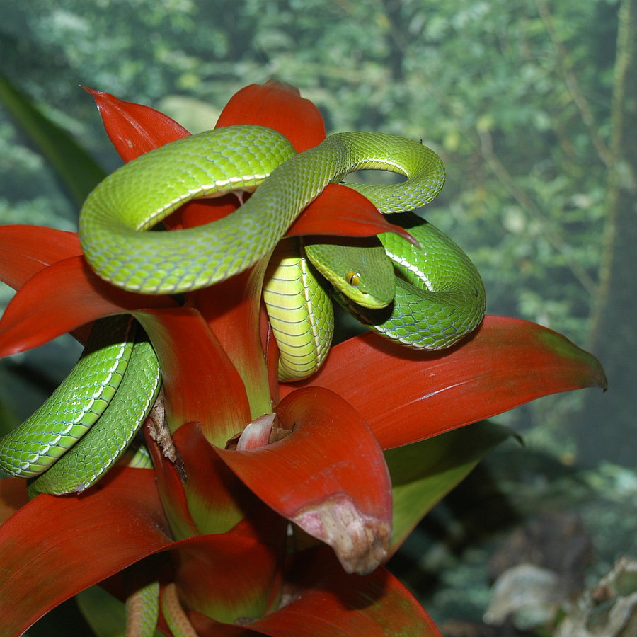 Reptilienzoo Happ - Schlangen, Spinnen & Co in Klagenfurt