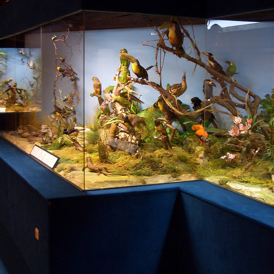 Naturmuseum Neuberg/Mürz