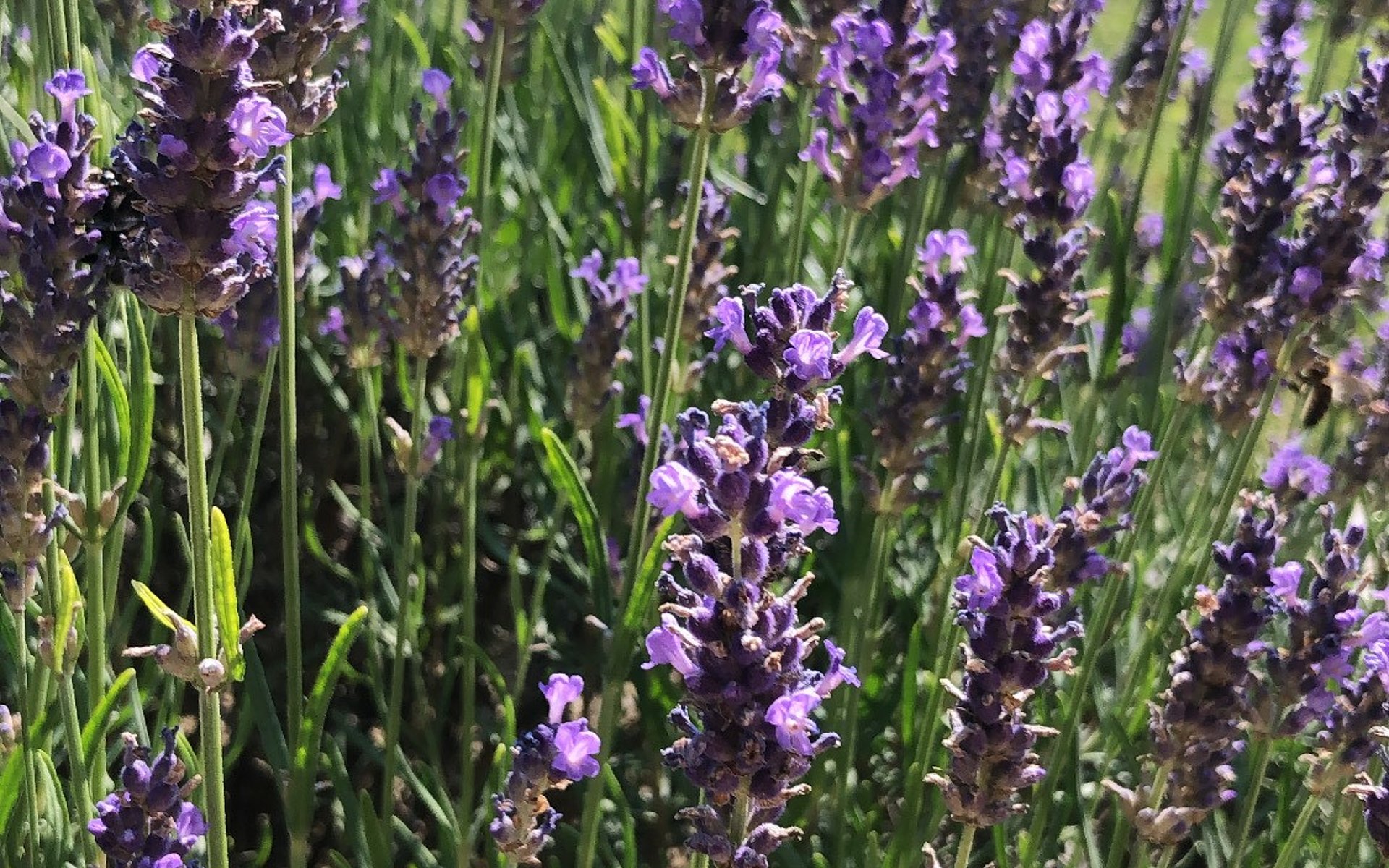 Lavendel im Garten