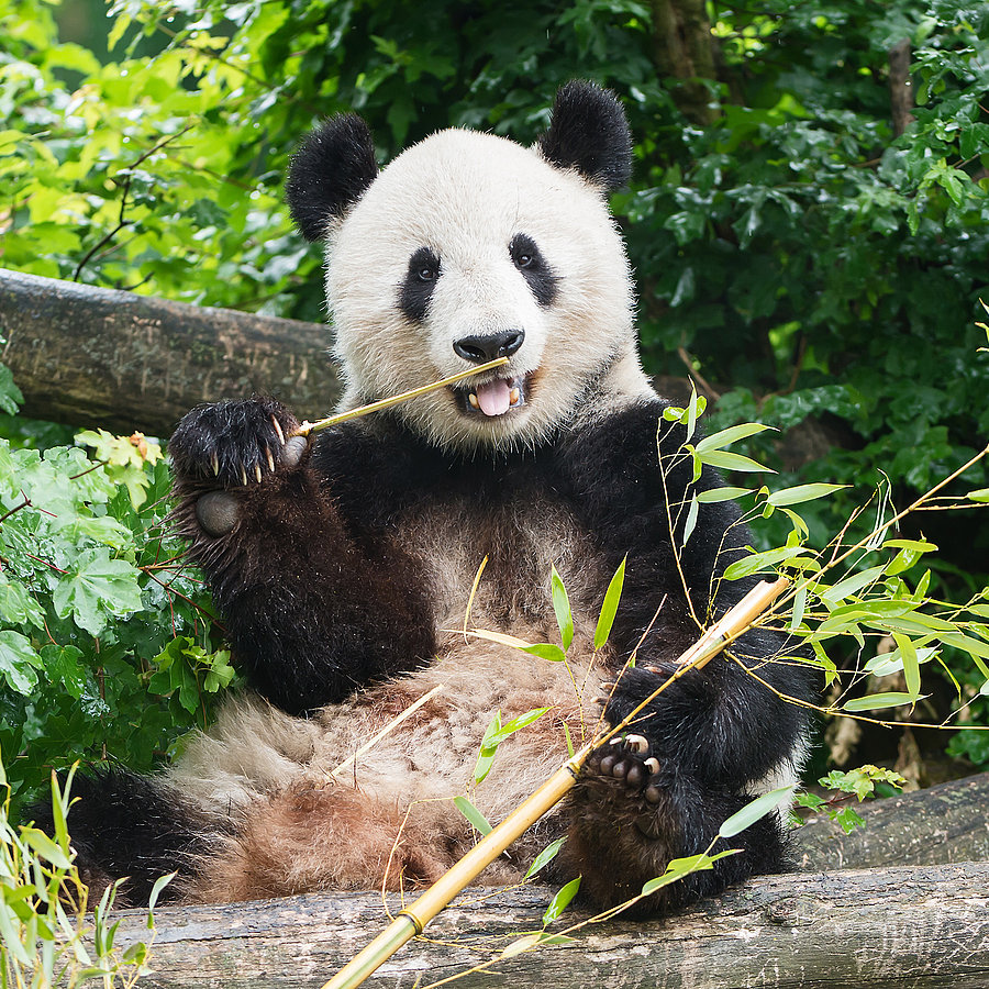 Tiergarten Schönbrunn