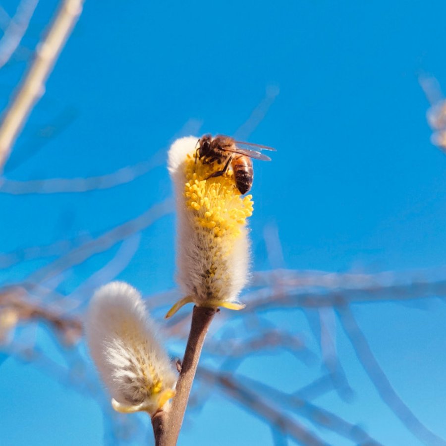 Pollensaison 2026 in Österreich
