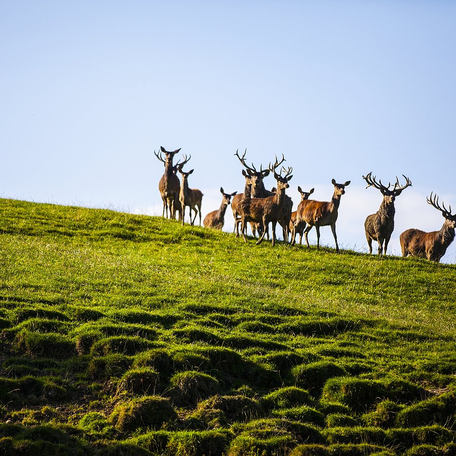 Alpenwildpark am Pfänder in Bregenz