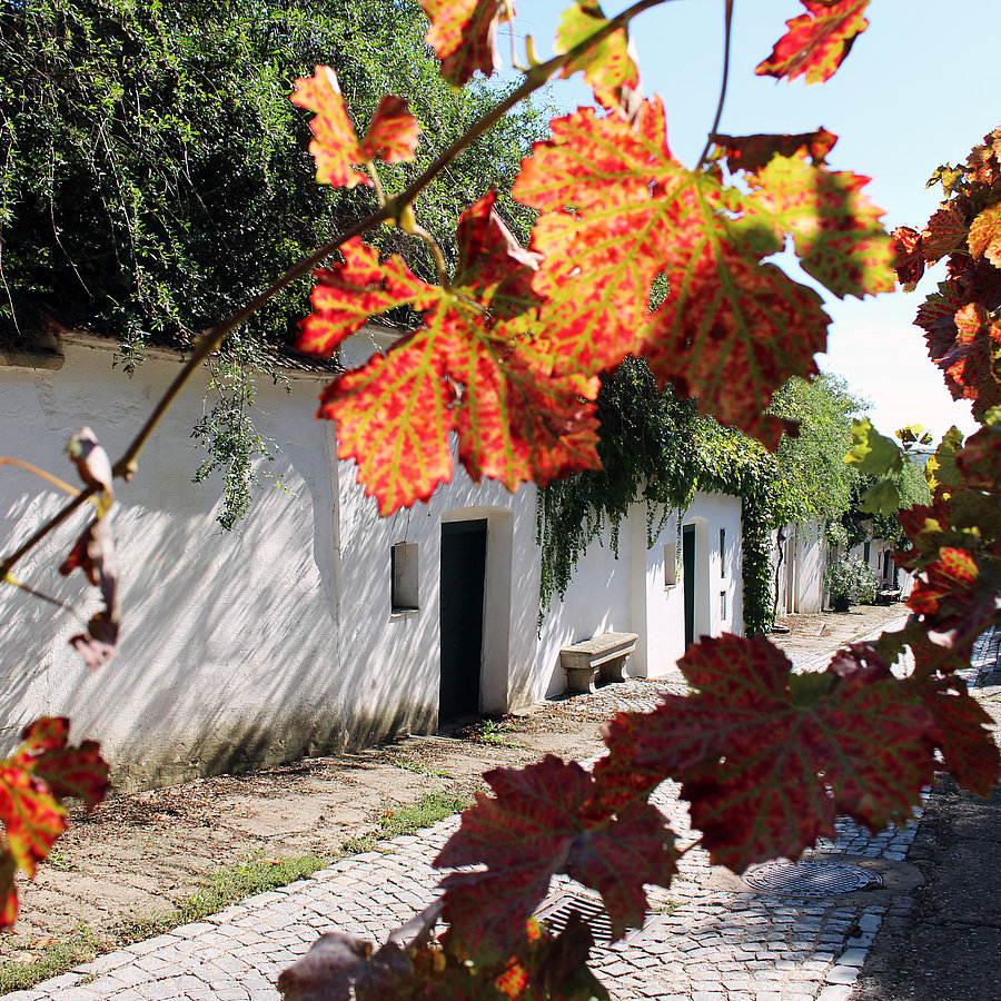 Vino Versum Poysdorf - WEIN+TRAUBEN Welt