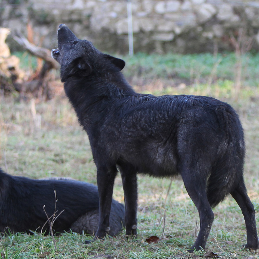 Wildpark Ernstbrunn