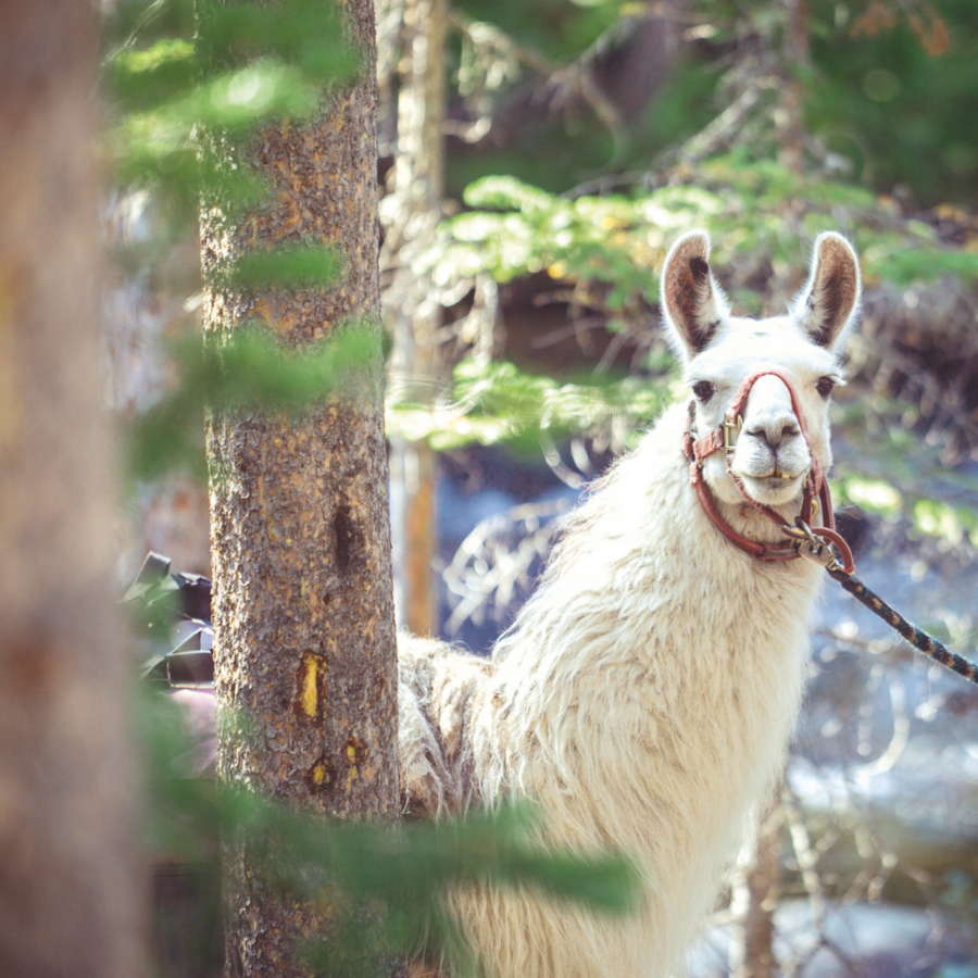 Auf Wanderschaft mit Lama, Alpaka, Esel & Co.