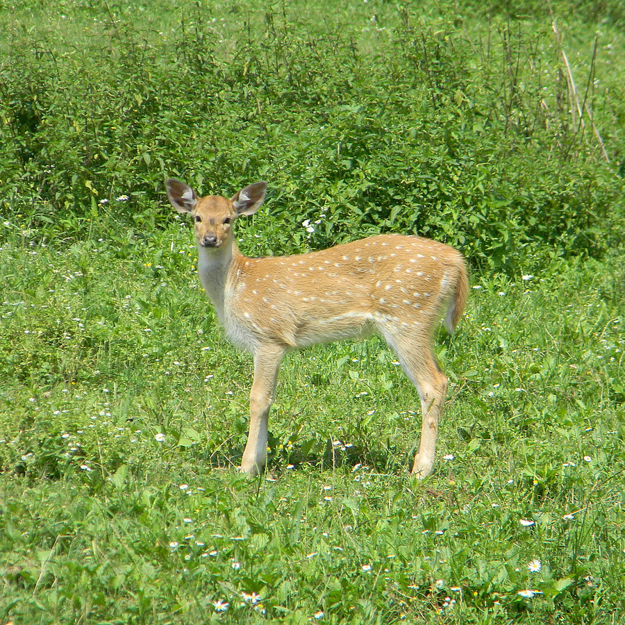 Tier-, Wild- und Spielpark Preding