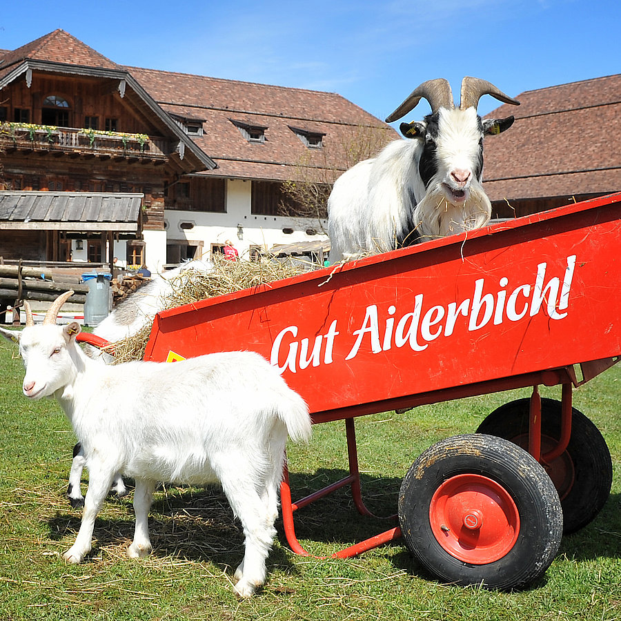 Gut Aiderbichl