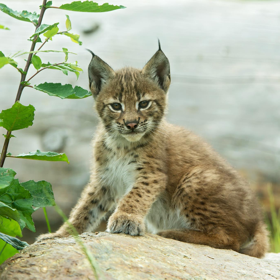 Wildpark Assling